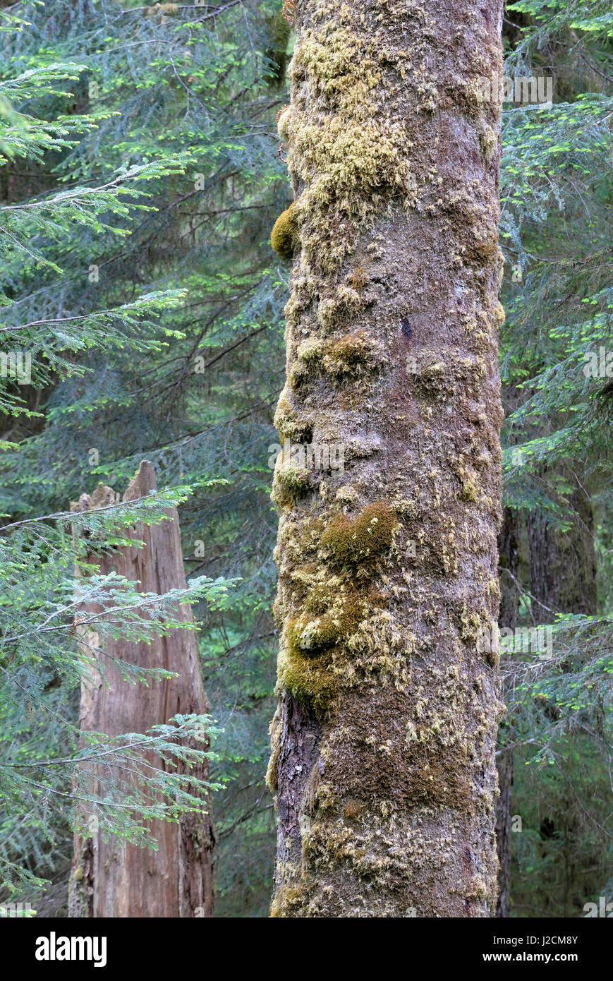 Canada, British Columbia. Il vecchio albero tronco in Carmanah Walbran parco provinciale Foto Stock