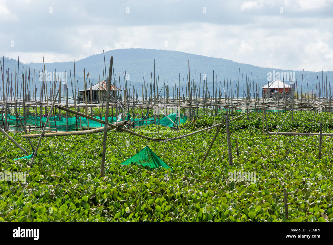 Indonesia Sulawesi Utara, Kabah Minahasa, vegetali che crescono nell'acqua, Danau lago Tondano su Sulawesi Utara Foto Stock