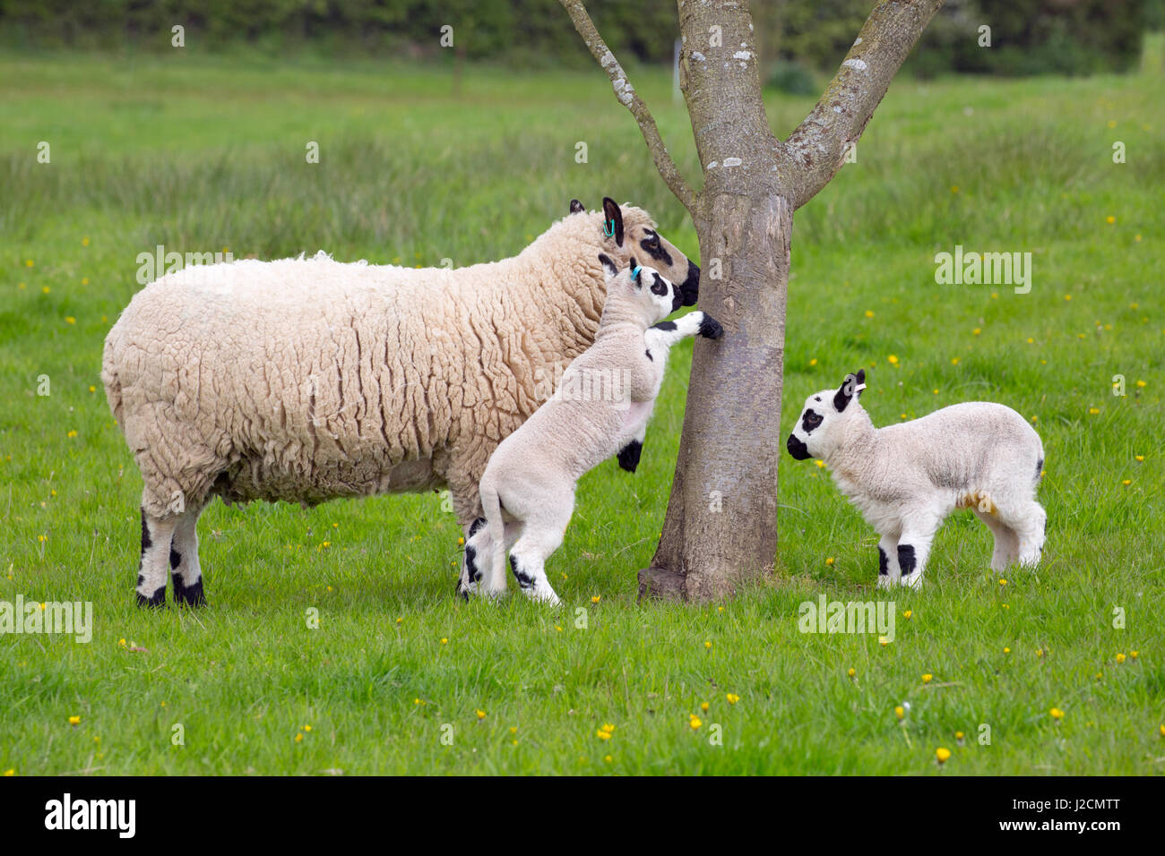 Kerry Hill gregge di ovini Pecore e agnelli Foto Stock
