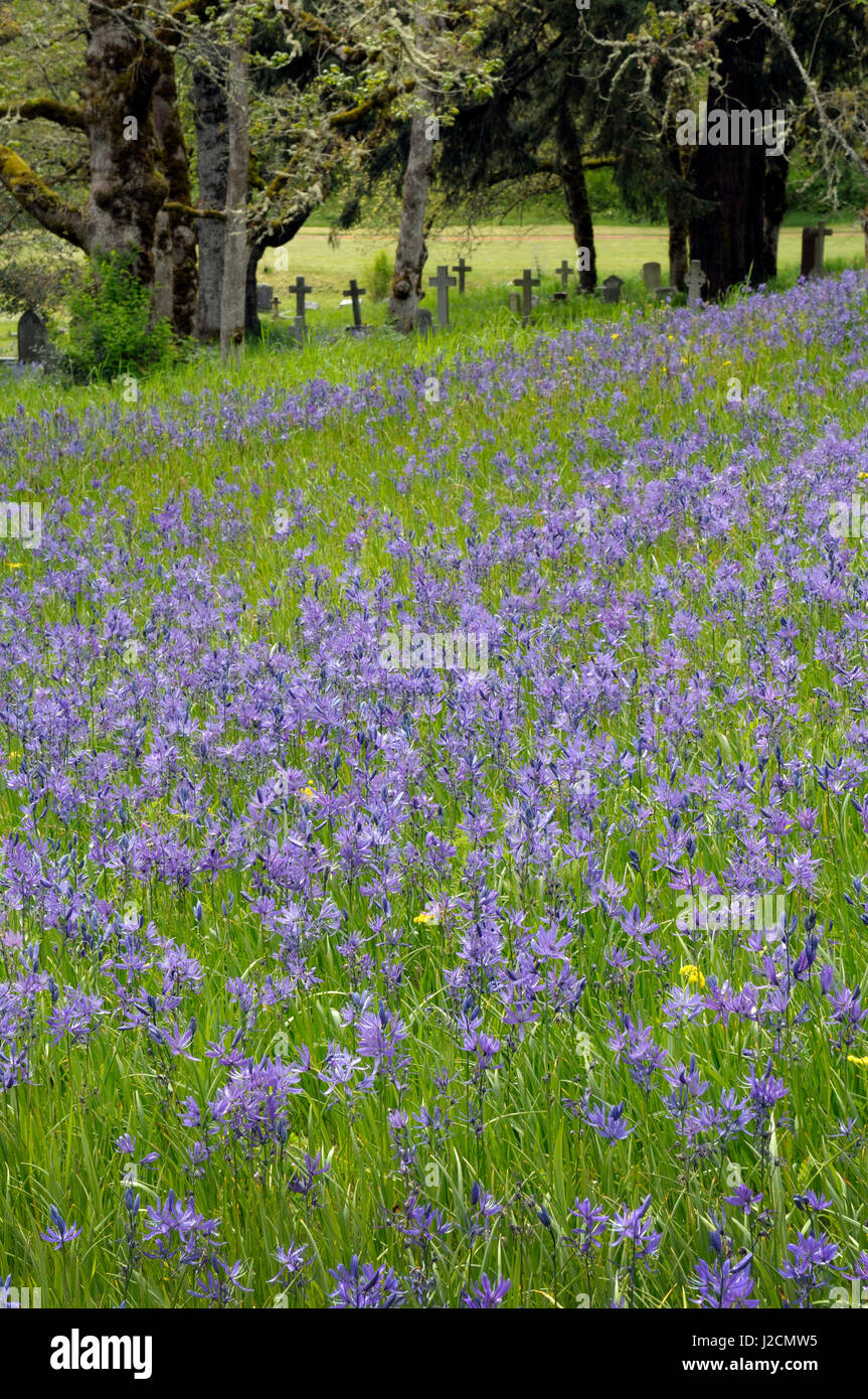 Canada, British Columbia, l'isola di Vancouver. Comune di Camas (Camassia quamash) Foto Stock