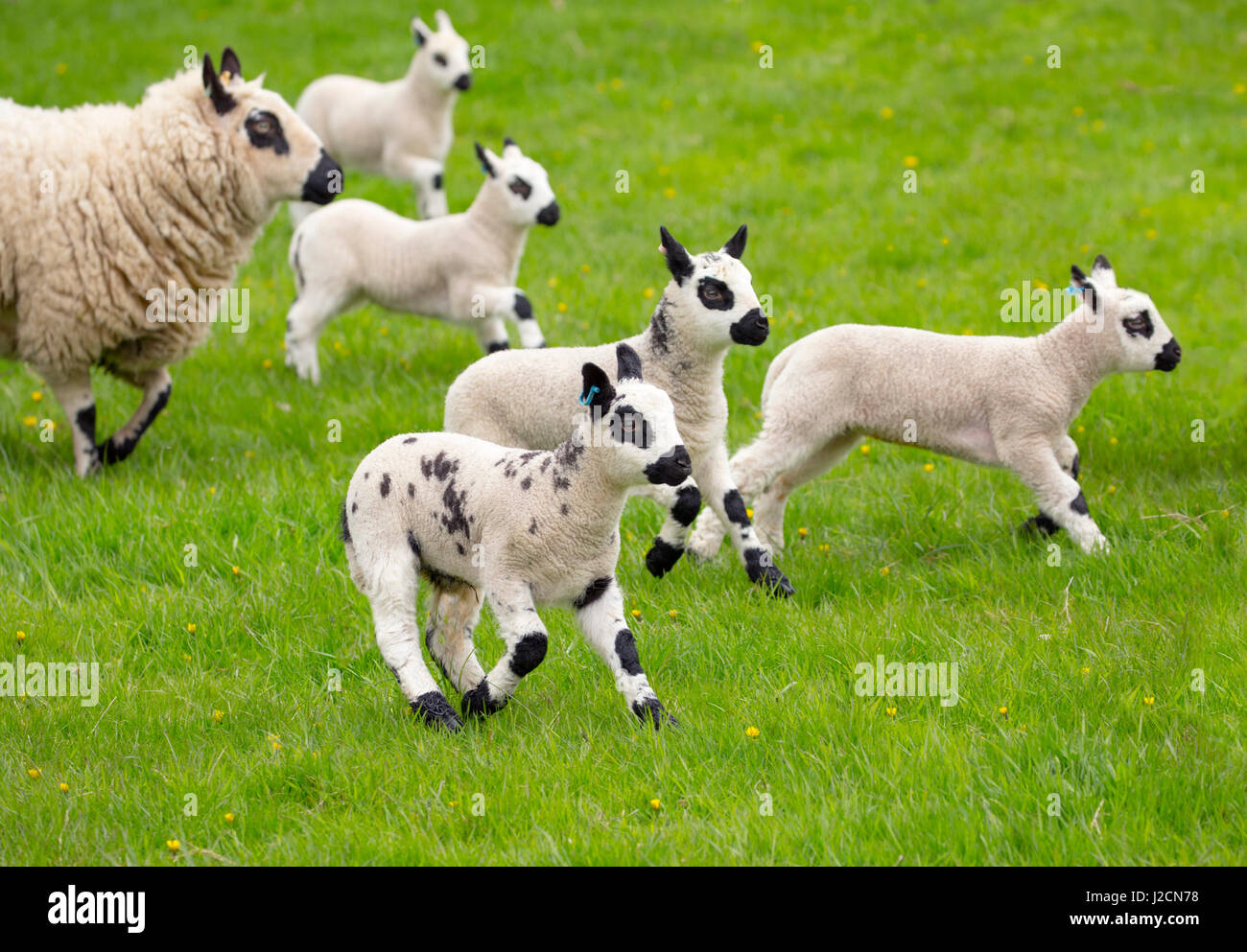 Kerry Hill gregge di ovini Pecore e agnelli Foto Stock