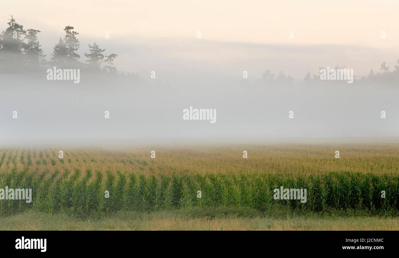 Canada, British Columbia, l'isola di Vancouver, Cowichan Valley. Campi di mais nella nebbia di mattina vicino alla baia di acero Foto Stock