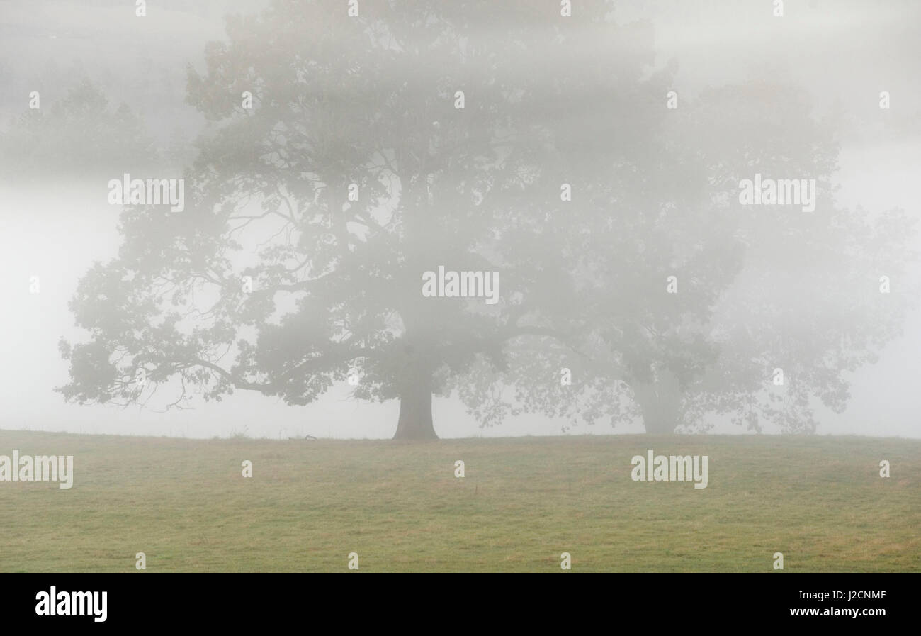 Canada, British Columbia, l'isola di Vancouver, Cowichan Valley. Grande Quercia nella nebbia di mattina vicino alla baia di acero Foto Stock