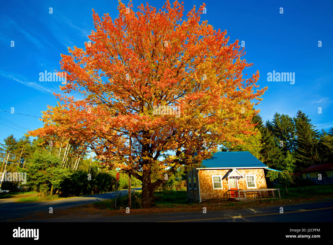 Haida Gwaii, British Columbia. Un enorme albero di quercia in Port Clements nani una piccola casa. (Grandi dimensioni formato disponibile) Foto Stock