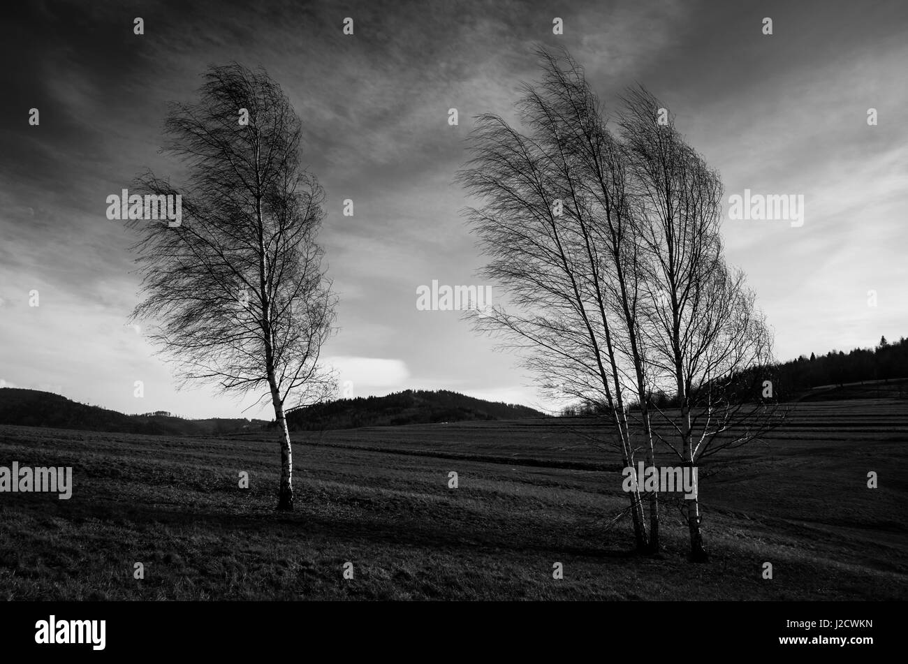 Bianco e nero birched alberi a giornata di vento Foto Stock