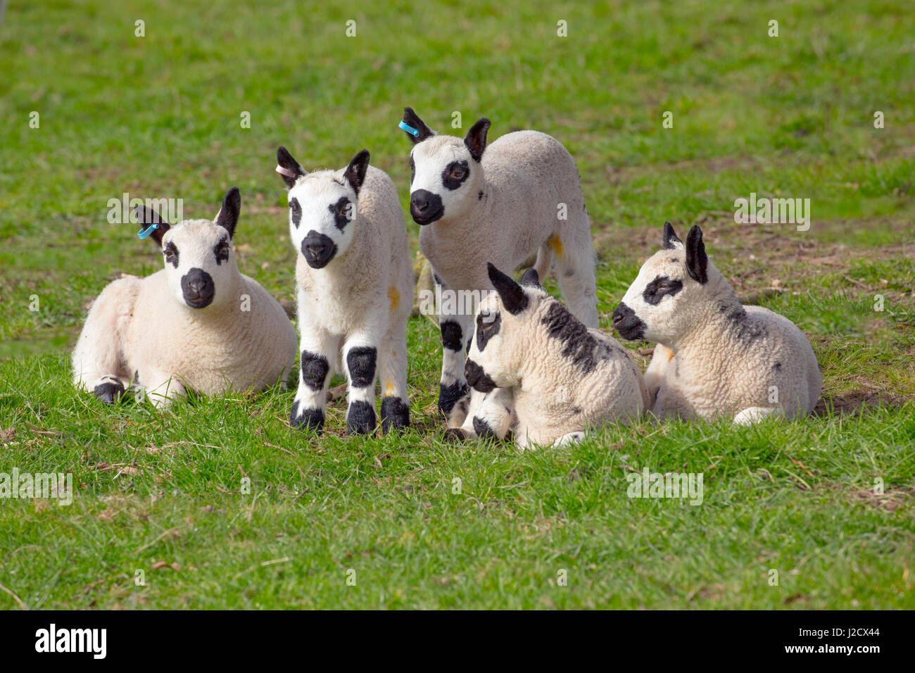 Kerry Hill gregge di ovini agnelli a molla Foto Stock