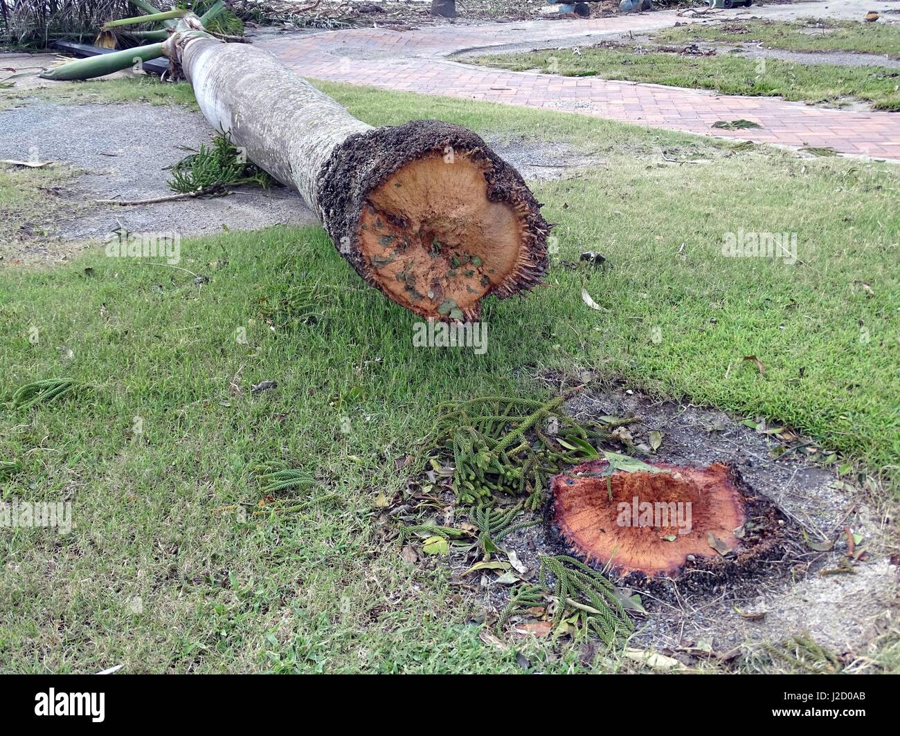 Un albero di palma staccata dal ciclone Debbie Foto Stock
