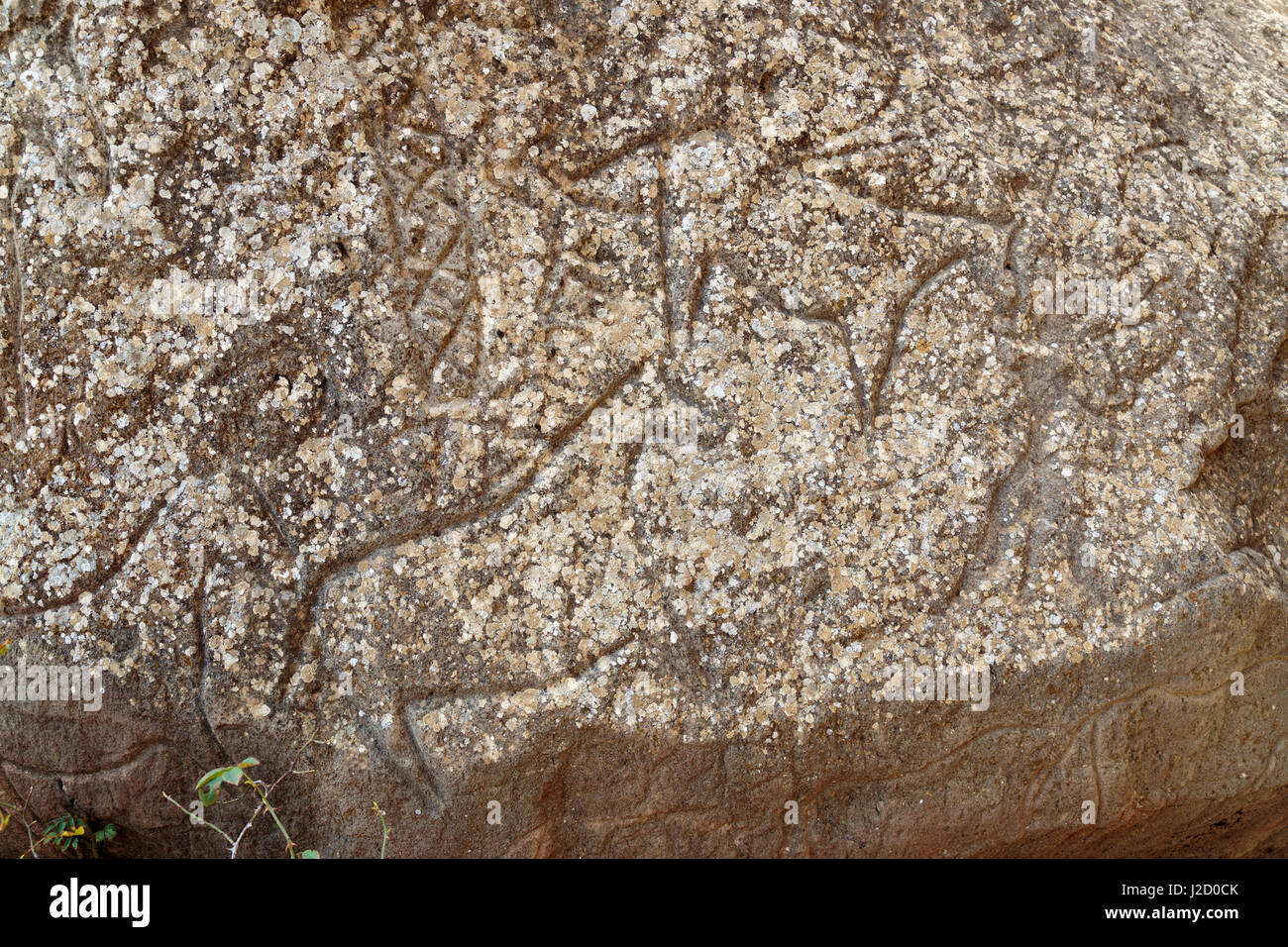 Azerbaigian, Qobustan. Incisioni rupestri di animali scolpiti in pietra a Gobustan Parco Nazionale. Foto Stock