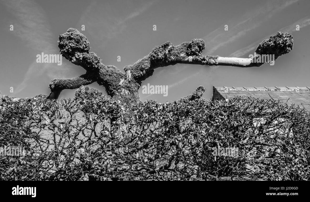 Guardando oltre la siepe Monster forma Ray Boswell Foto Stock