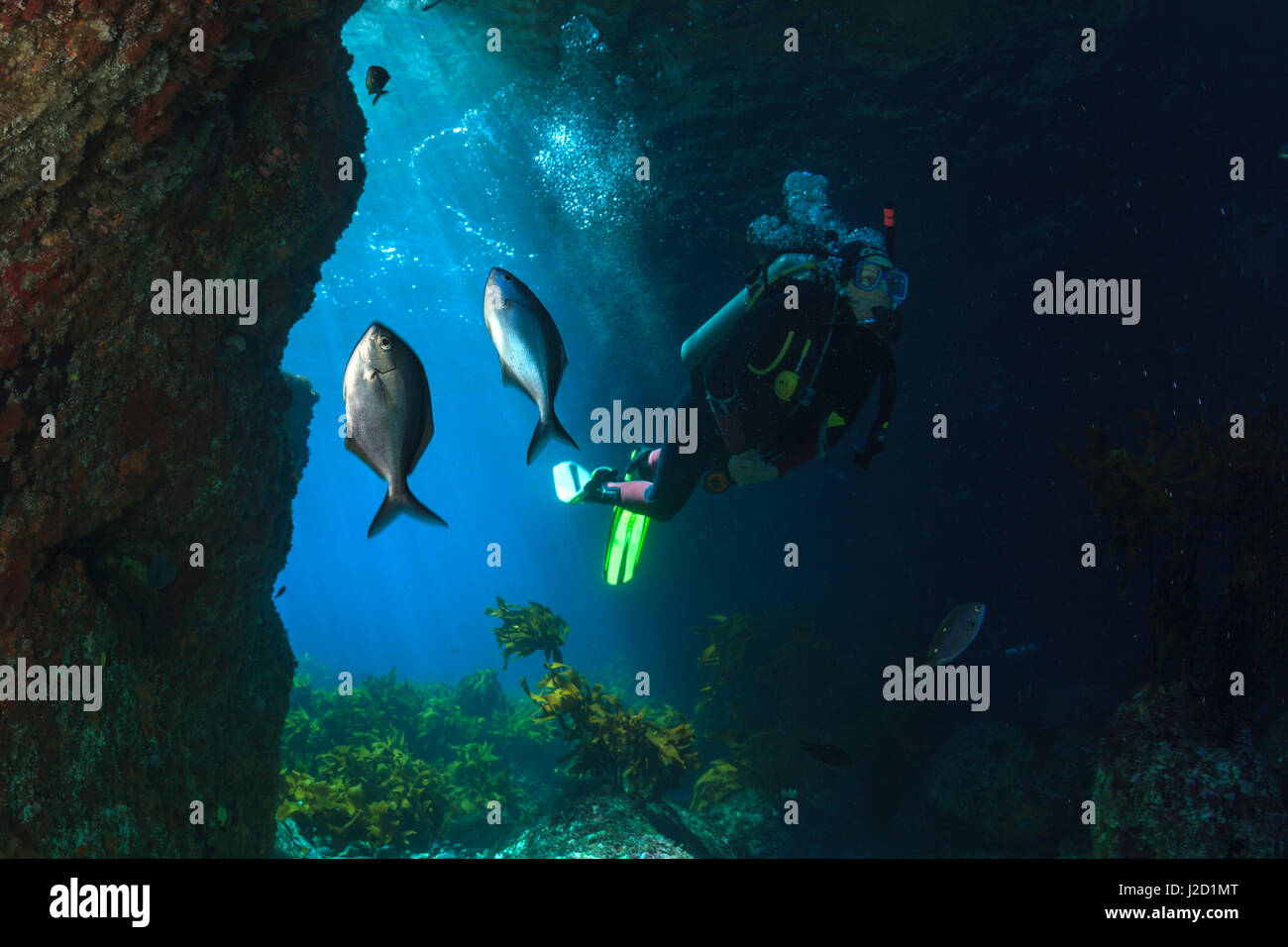 Nuoto subacqueo attraverso un mare grotta con pesce in primo piano nei pressi di poveri Cavalieri Isole, Isola del nord, Nuova Zelanda. Foto Stock