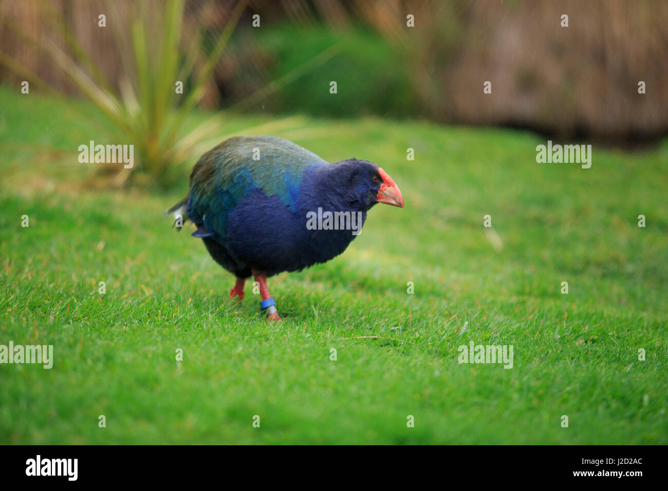 Un flightless Takahe in un piccolo santuario sulla periferia di Te Anau, Nuova Zelanda Foto Stock