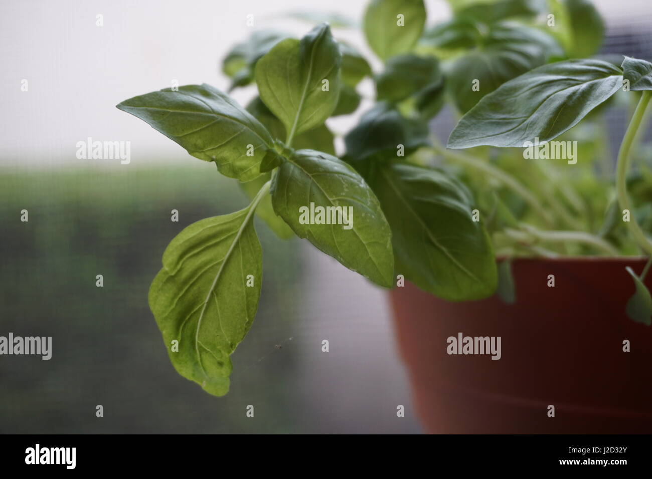 Impianto di basilico closeup con sbiadito e sfocata pot e lo sfondo Foto Stock