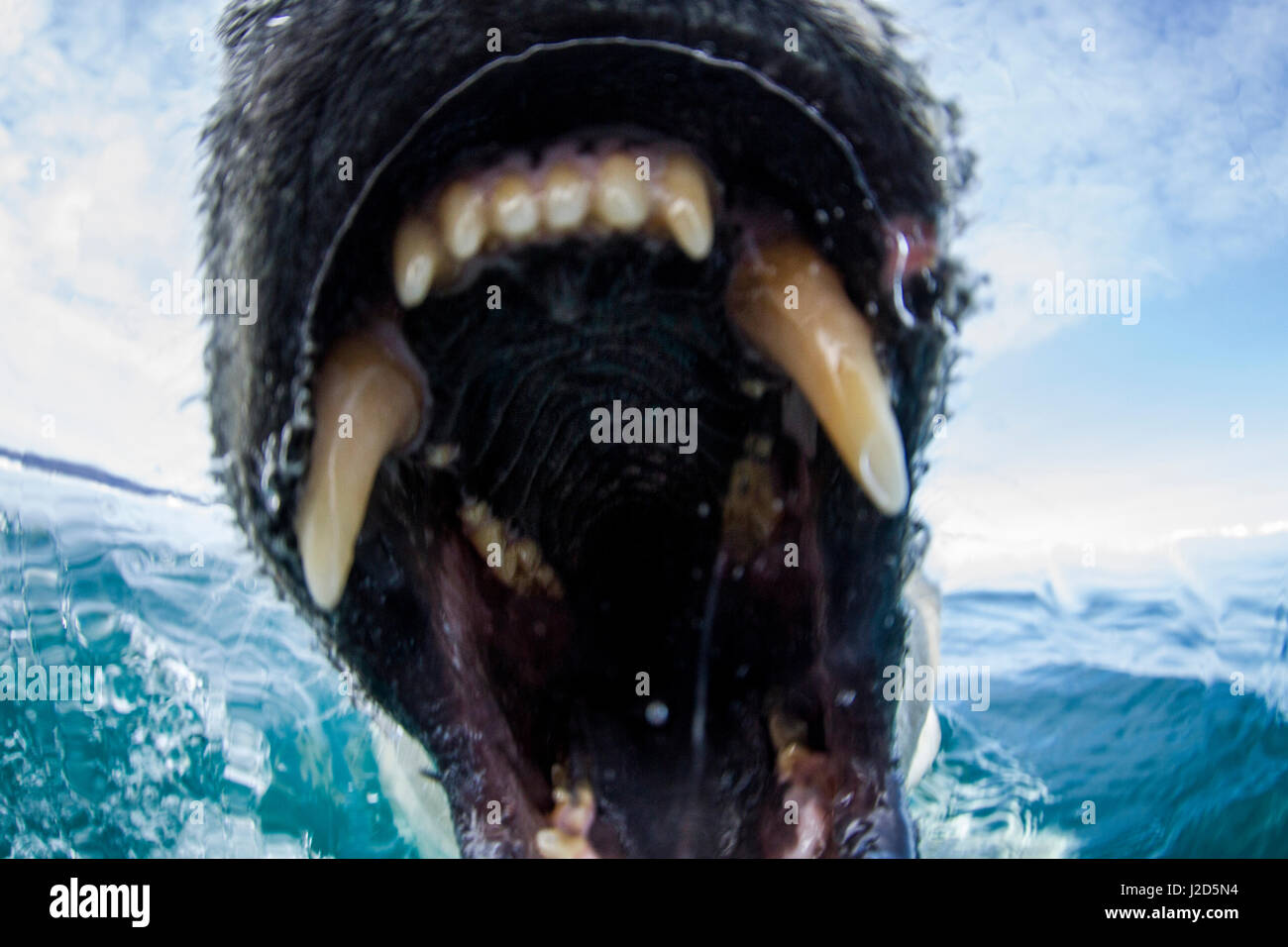 Canada, Nunavut Territorio, Close-up di Orso Polare (Ursus maritimus) mordere in telecamera vicino al Circolo Polare Artico lungo la Baia di Hudson Foto Stock