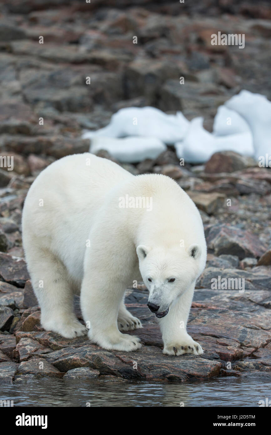 Canada, Nunavut Territorio, Repulse Bay, orso polare (Ursus maritimus) in piedi lungo il litorale delle isole del porto vicino al Circolo Polare Artico lungo la Baia di Hudson Foto Stock