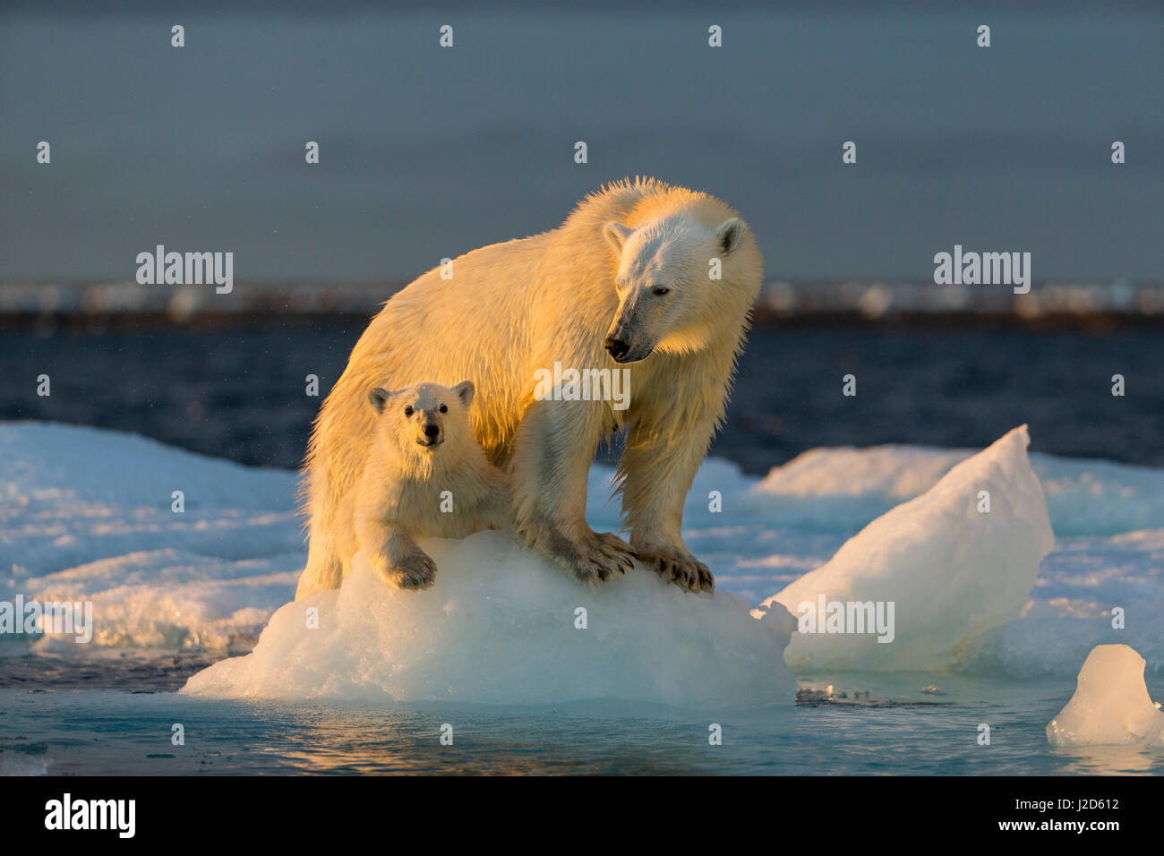 Canada, Nunavut Territorio, Repulse Bay, Polar Bear Cub (Ursus maritimus) dalla madre mentre si sta in piedi sul mare di ghiaccio nei pressi di Harbor Islands Foto Stock