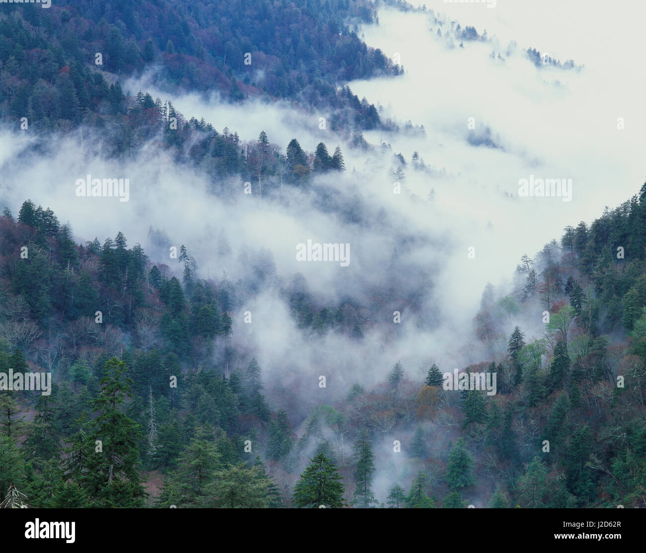 Stati Uniti d'America, Pacific Northwest, nuvole scorrimento fino a una valle boscosa. (Grandi dimensioni formato disponibile) Foto Stock