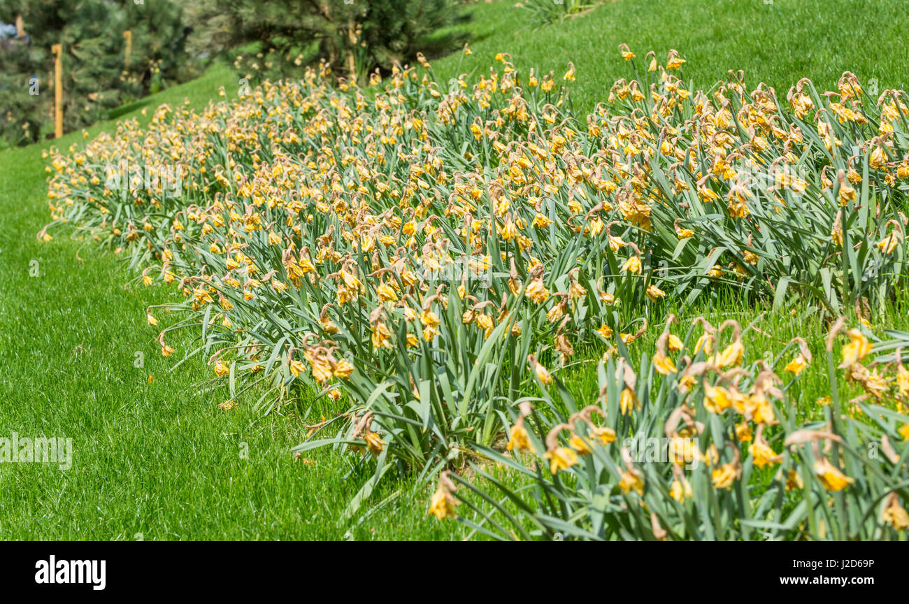 Un letto di morire narcisi vicino alla fine della primavera nel West Sussex, in Inghilterra, Regno Unito. Foto Stock