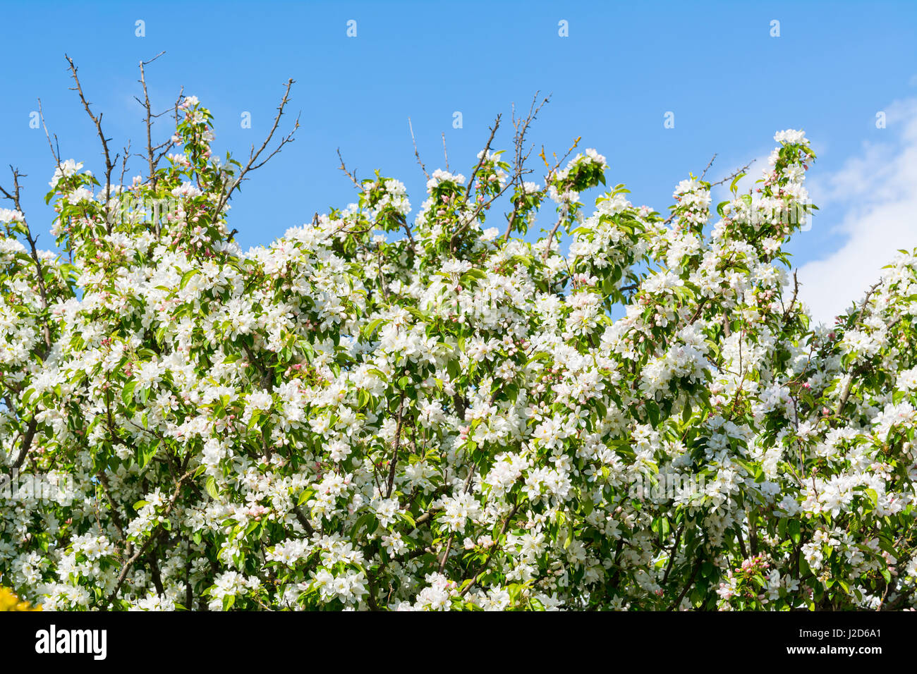 Fiore bianco su un granchio melo in primavera nel Regno Unito. Foto Stock