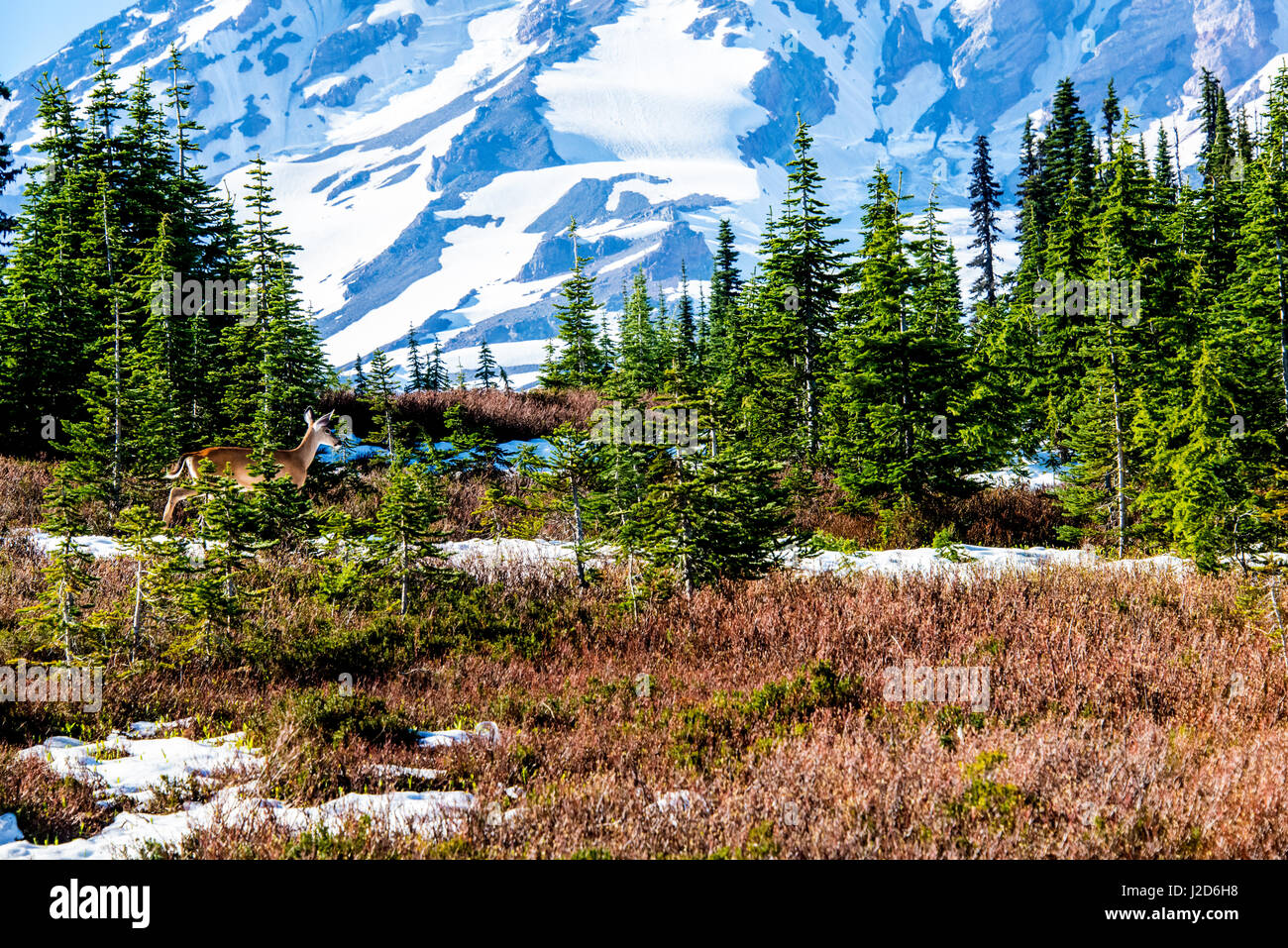 Mt. Rainier nello Stato di Washington Foto Stock