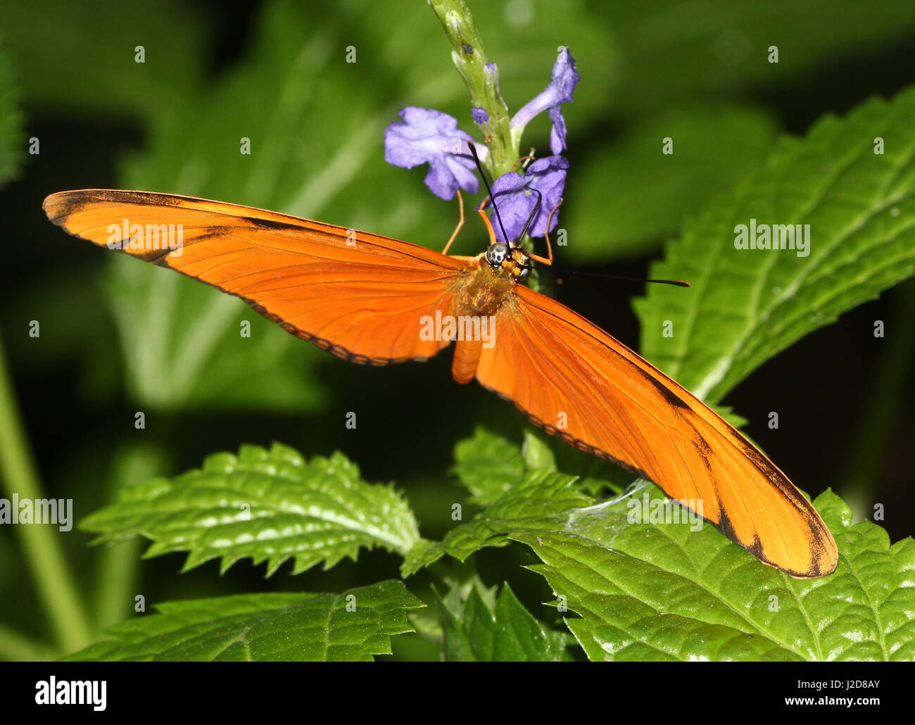 Orange Julia Longwing o Julia Butterfly (Dryas iulia) alimentazione su un fiore. Che spaziano dagli USA alla Bolivia, compresi i Caraibi Foto Stock