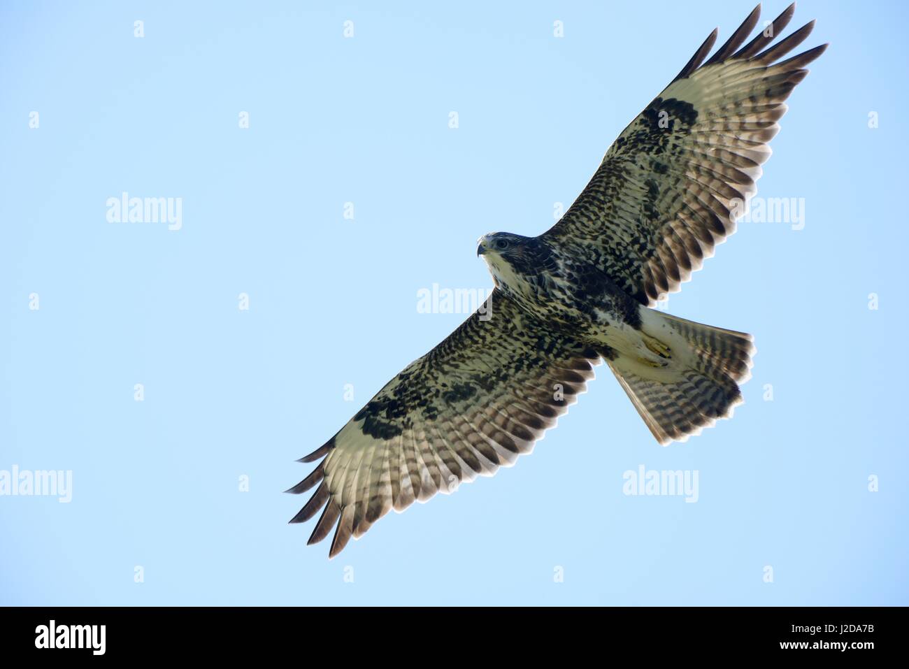 La poiana in volo durante la migrazione autunnale, contro il cielo blu Foto Stock