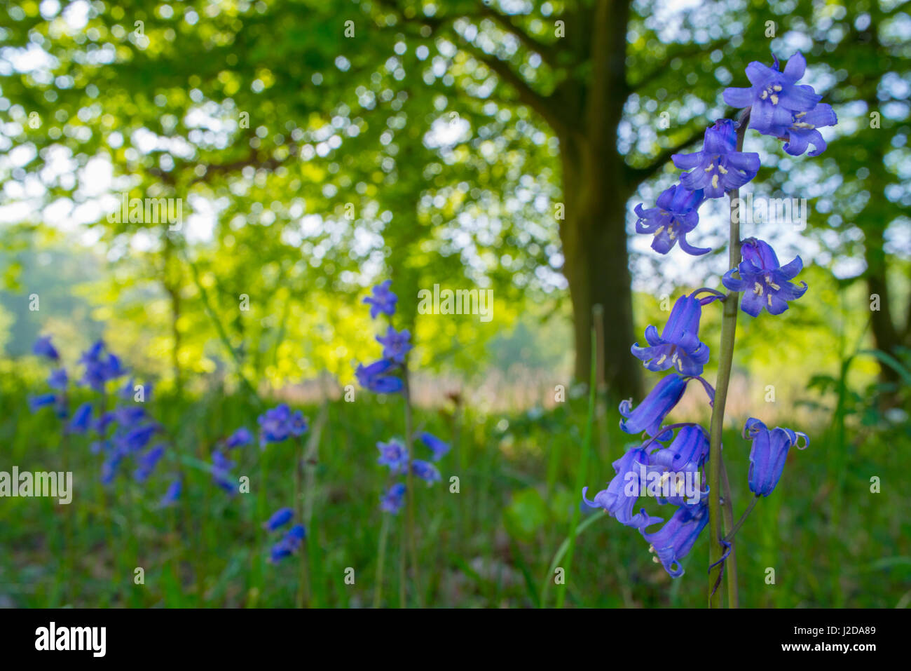 Un campo con bluebells comune Foto Stock
