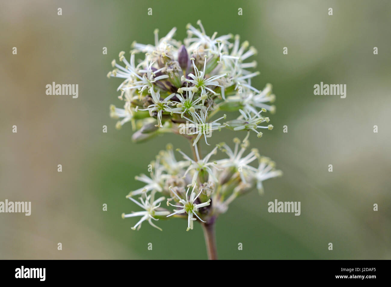 Close-up di verde-bianco dei fiori di Catchfly spagnolo Foto Stock