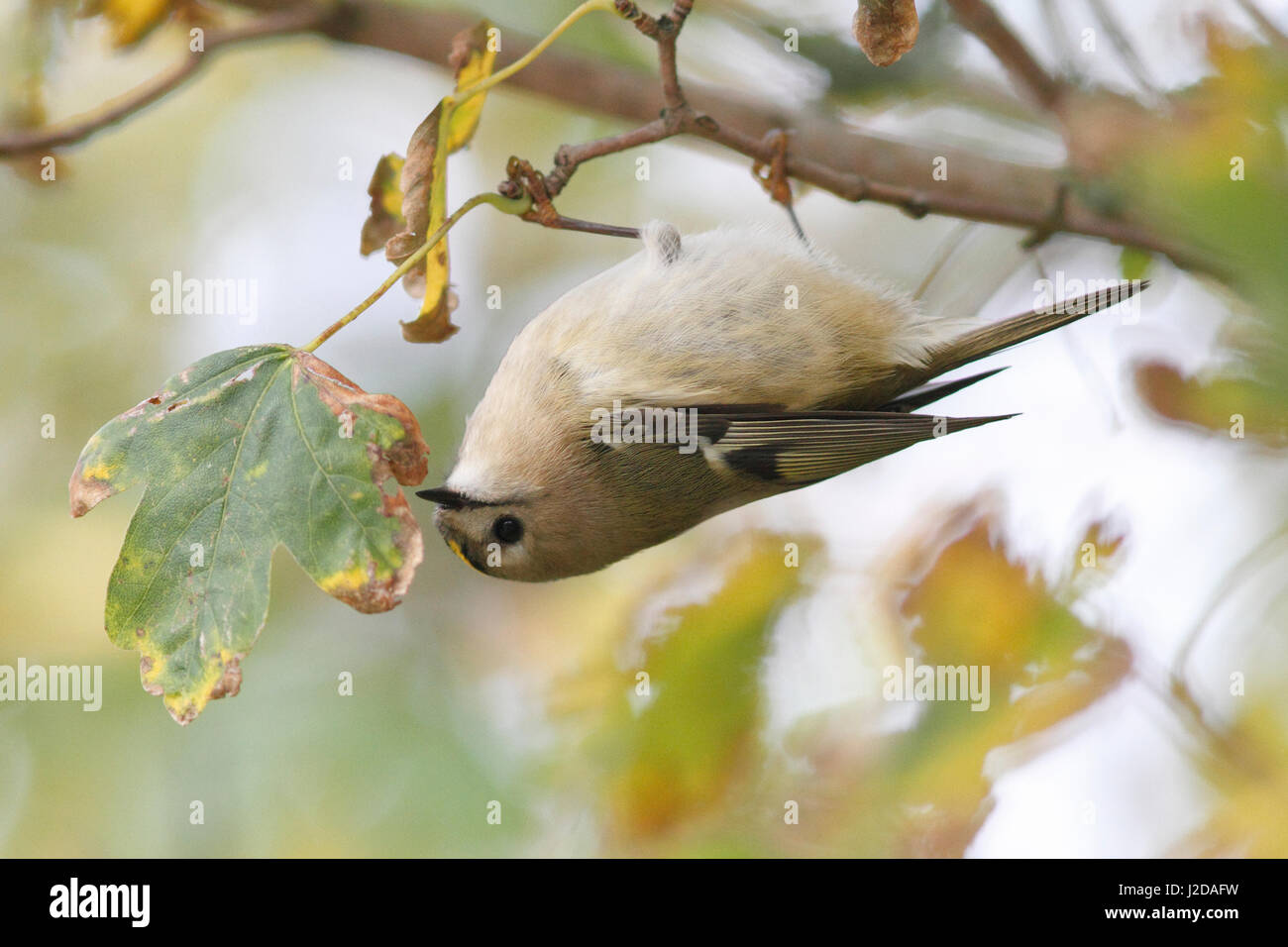 Goldcrest appeso a testa in giù alla ricerca di piccoli insetti Foto Stock