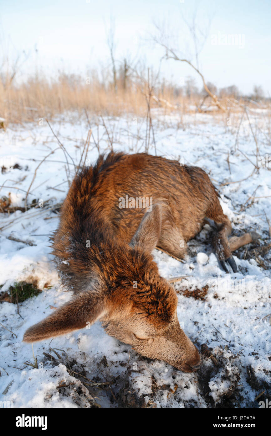 Un giovane cervo nella riserva naturale Oostvaardersplassen, Paesi Bassi, non sopravvivere una notte invernale Foto Stock