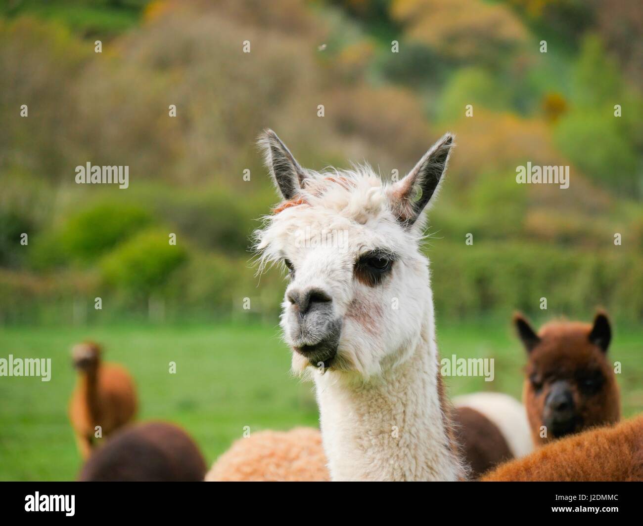 Ilfracombe, Devon, Regno Unito. Il 28 aprile 2017. Alpaca pascolare un paio di miglia da Ilfracombe su un nuvoloso giorno. Credito: DTNews/Alamy Live News Foto Stock