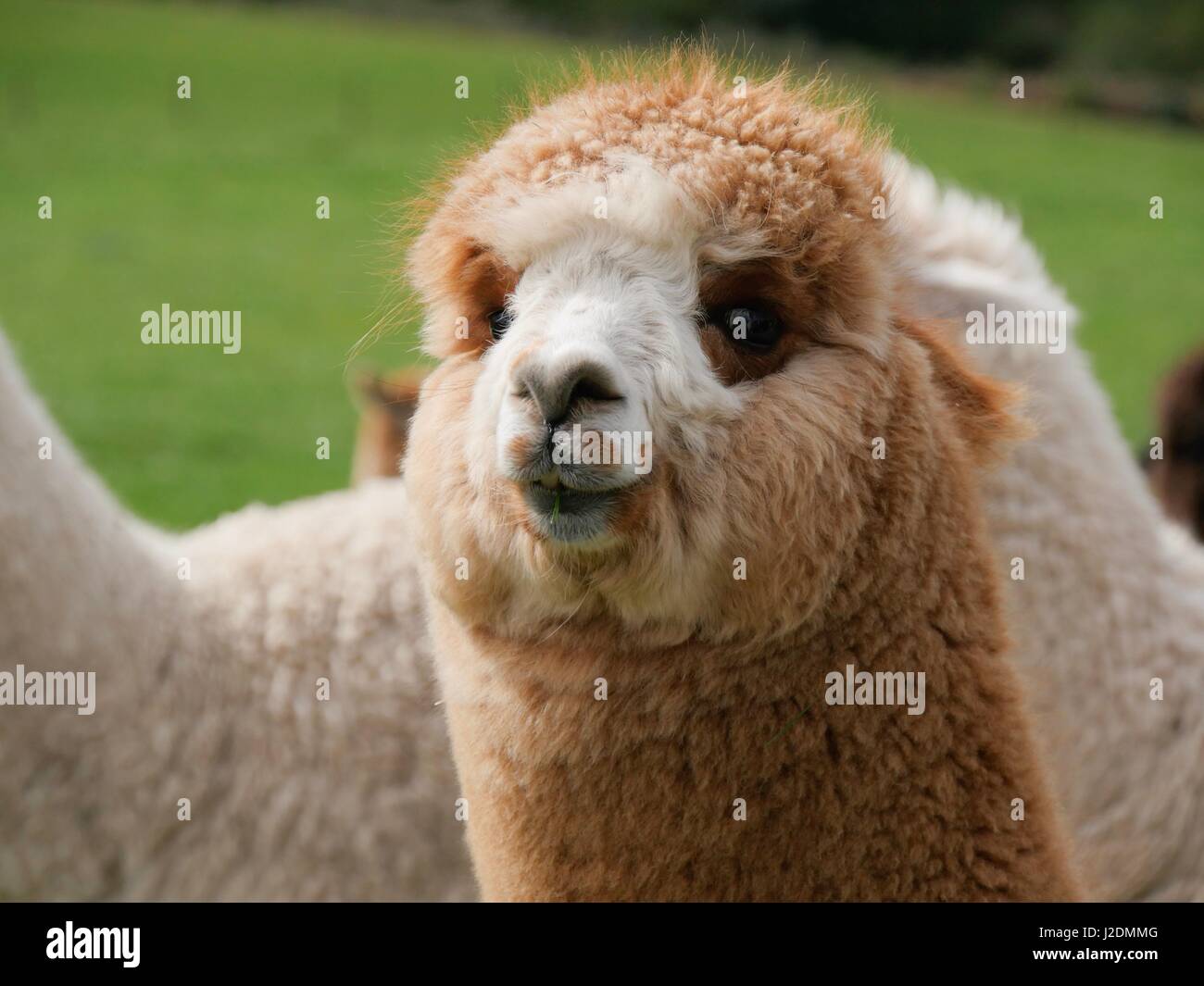 Ilfracombe, Devon, Regno Unito. Il 28 aprile 2017. Alpaca pascolare un paio di miglia da Ilfracombe su un nuvoloso giorno. Credito: DTNews/Alamy Live News Foto Stock