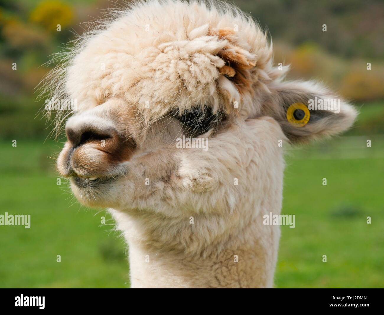 Ilfracombe, Devon, Regno Unito. Il 28 aprile 2017. Alpaca pascolare un paio di miglia da Ilfracombe su un nuvoloso giorno. Credito: DTNews/Alamy Live News Foto Stock