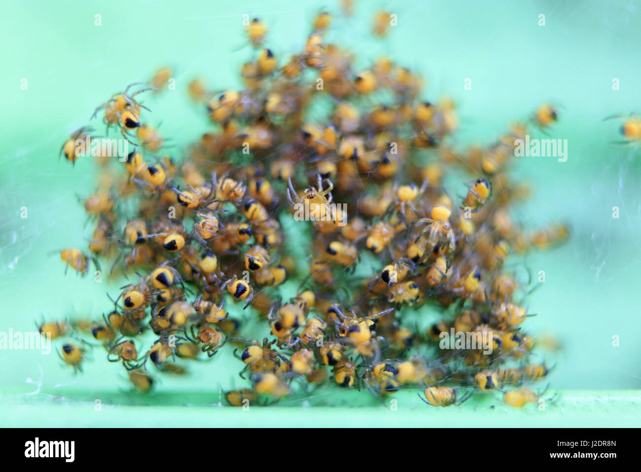 Epsom Surrey, Regno Unito. 28 apr, 2017. Un cluster di recente baby ombreggiato giardino europeo ragni, o Araneus diadematus, arroccato insieme per la sicurezza. Credito: Julia Gavin UK/Alamy Live News Foto Stock