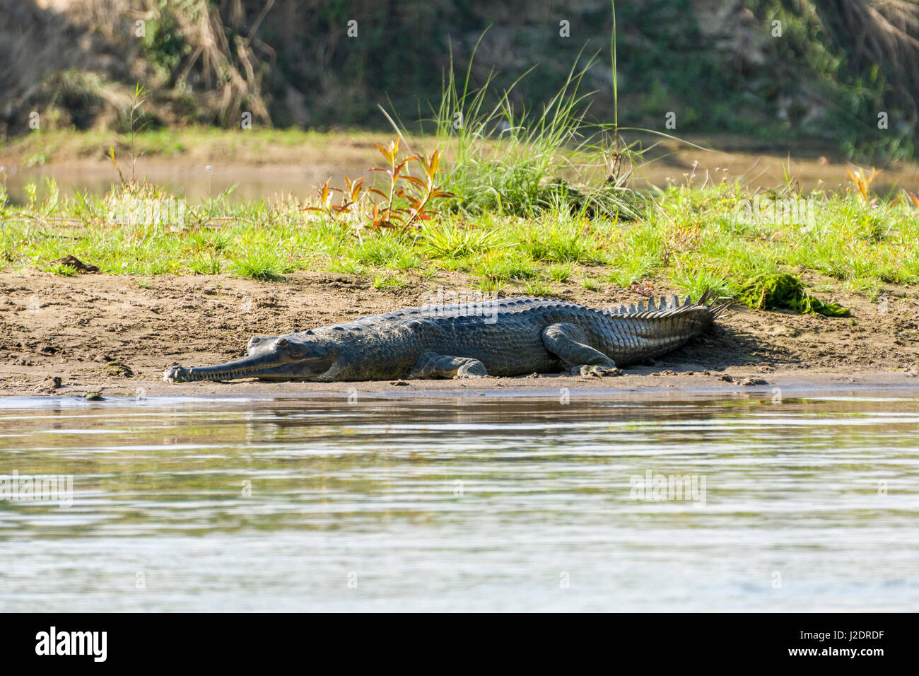 Un gharial (gavialis gangeticus) è situata sulle rive del fiume rapti in Chitwan il parco nazionale Foto Stock