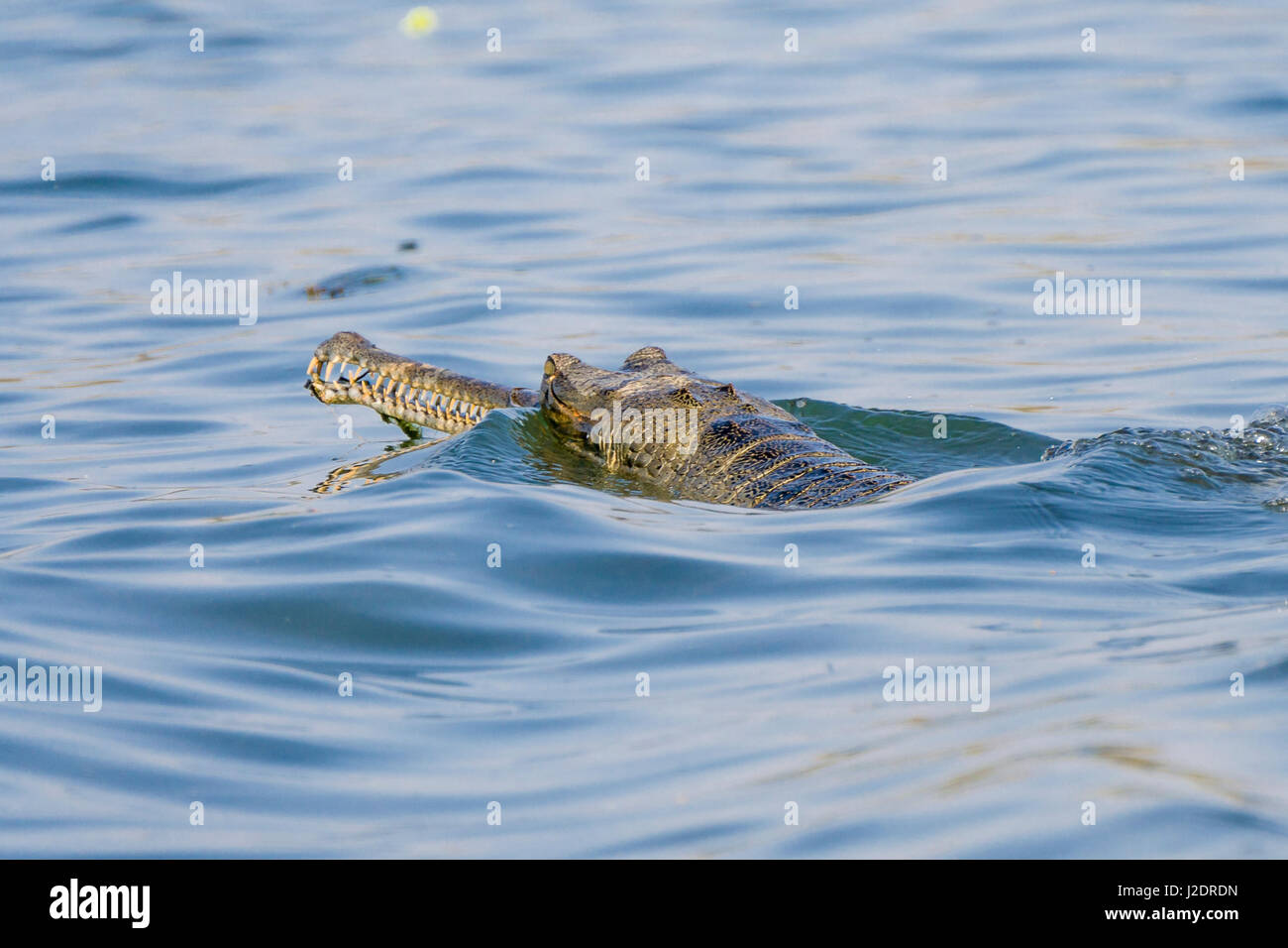 Un gharial (gavialis gangeticus) è nuotare nel fiume rapti in Chitwan il parco nazionale Foto Stock