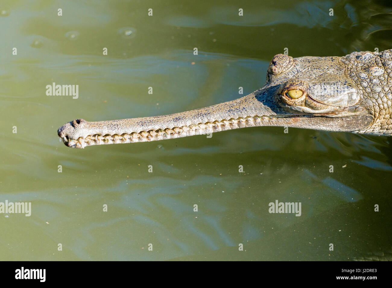 Un gharial (gavialis gangeticus) è situata sulle rive del fiume rapti in Chitwan il parco nazionale Foto Stock