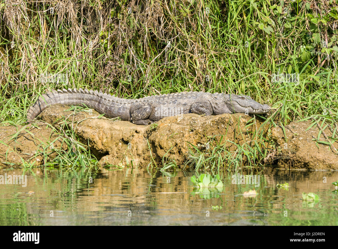 Una palude mugger Crocodile (Crocodylus palustris) è situata sulle rive del fiume rapti in Chitwan il parco nazionale Foto Stock