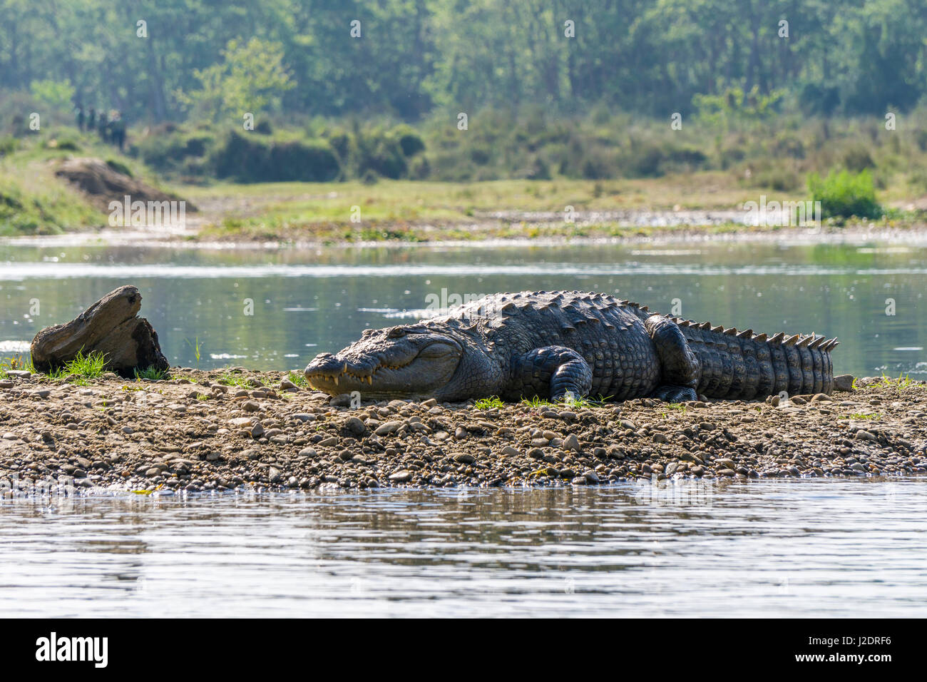Una palude mugger Crocodile (Crocodylus palustris) è situata sulle rive del fiume rapti in Chitwan il parco nazionale Foto Stock