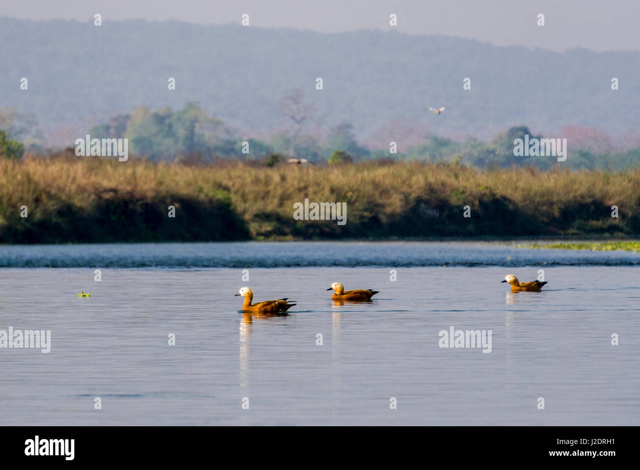 Alcuni rubicondo shelducks (Tadorna ferruginea) sono il nuoto nel fiume rapti in Chitwan il parco nazionale Foto Stock