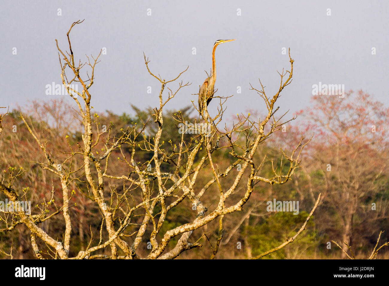 Un Airone rosso (Ardea purpurea) è seduta su un albero in Chitwan il parco nazionale Foto Stock