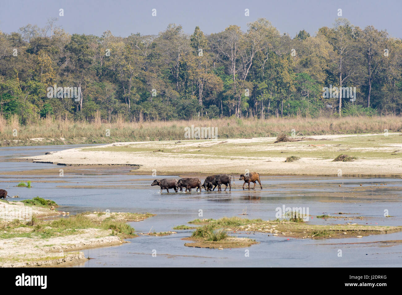 Un gregge di asian bufali (Bubalus bubalis) sta attraversando il fiume rapti in Chitwan il parco nazionale Foto Stock