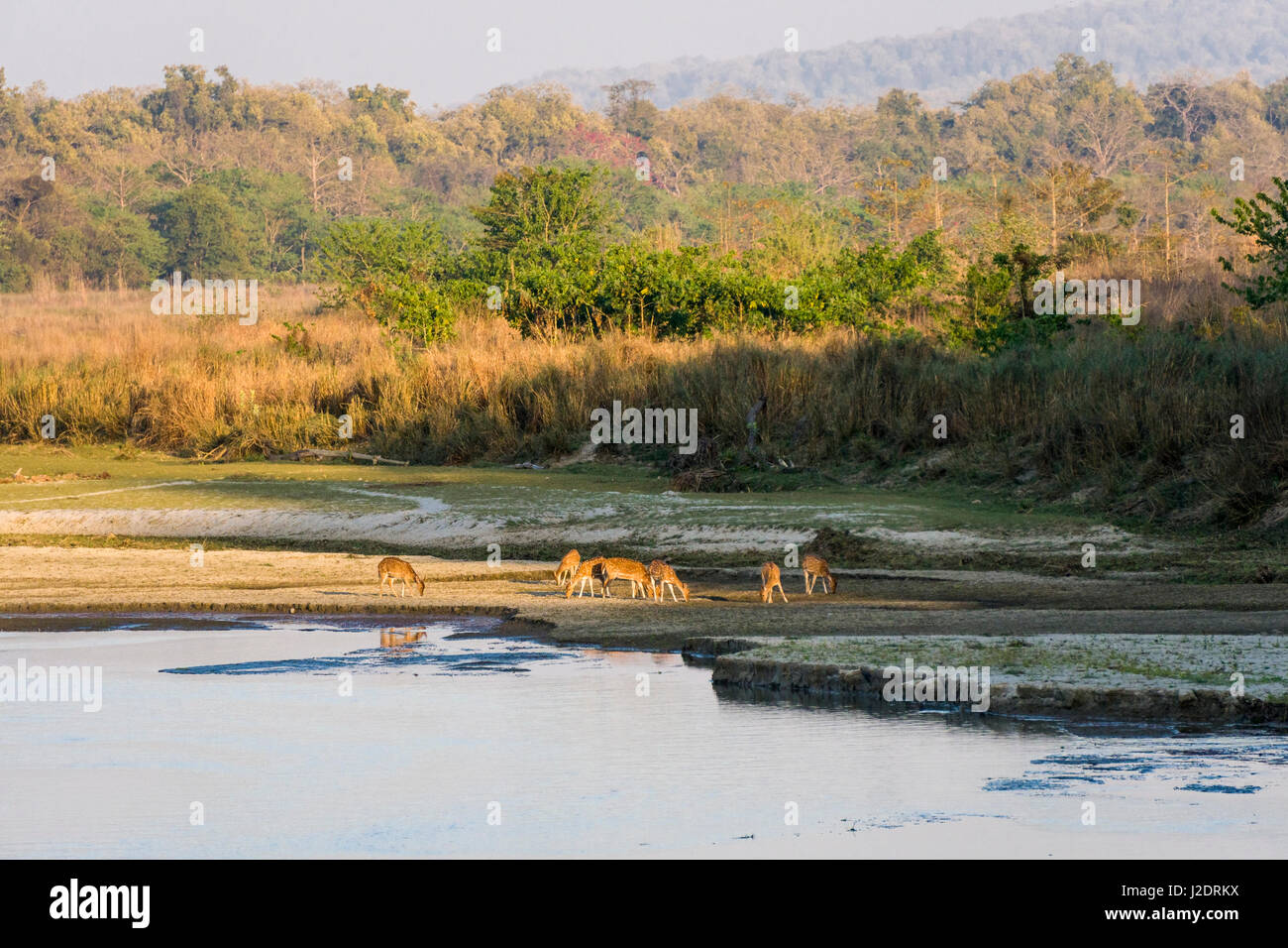 Un gregge di cheetal (asse asse), pezzata cervi, è il pascolo presso il fiume rapti in Chitwan il parco nazionale Foto Stock