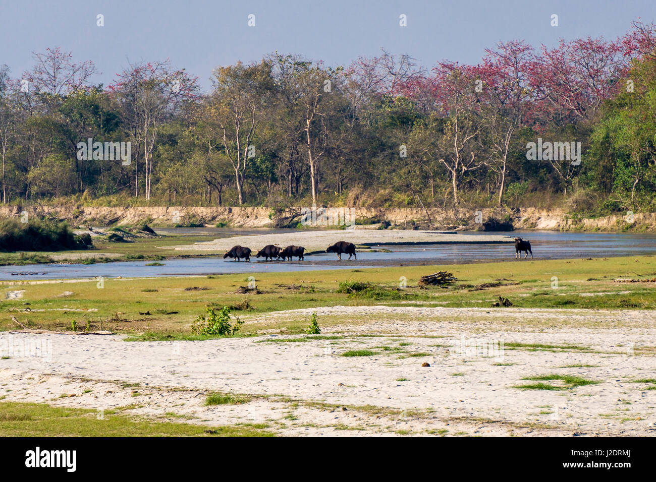 Un gregge di gaurs (Bos gaurus), il bisonte indiano, attraversa il fiume rapti in Chitwan il parco nazionale Foto Stock