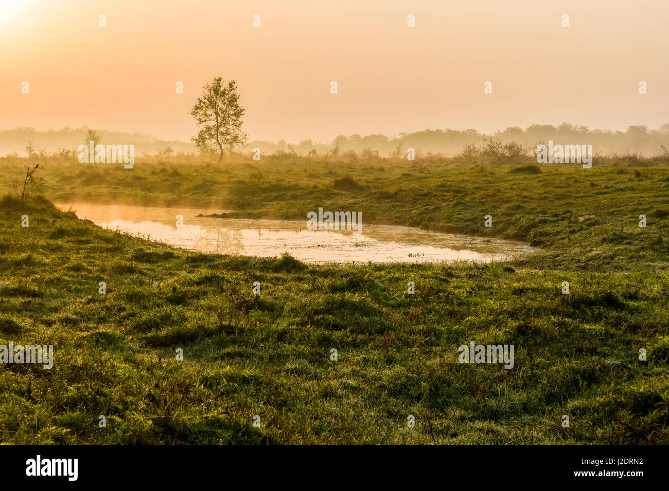 Tramonto su un prato con un albero, un lago e nebbia a Chitwan il parco nazionale Foto Stock