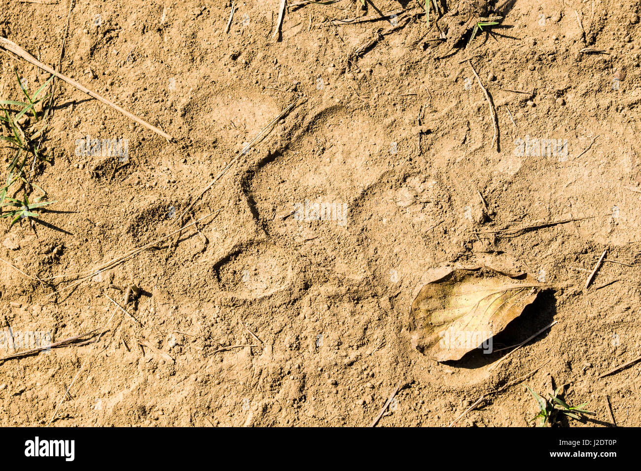 L'impronta di una tigre del Bengala (panthera tigris tigris) in Chitwan il parco nazionale Foto Stock