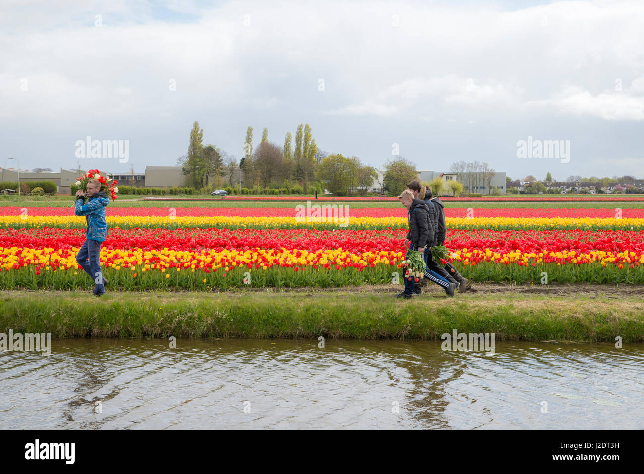 Fioritura di campi di tulipani vicino a Lisse nei Paesi Bassi Foto Stock