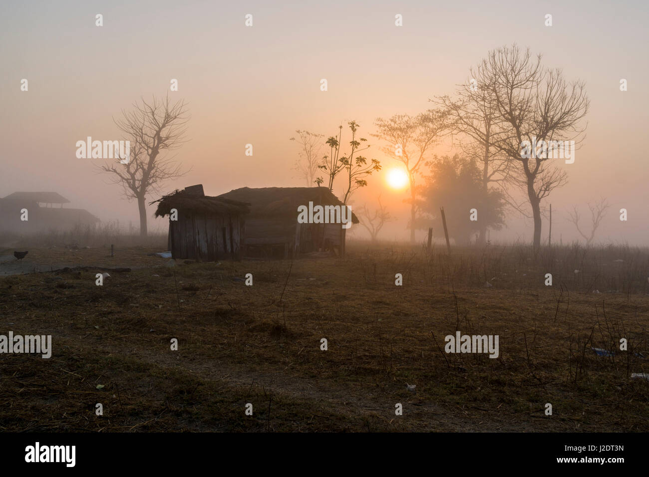 Tramonto su una nebbia prato con alberi vicino al villaggio pandavnagar in Chitwan il parco nazionale Foto Stock