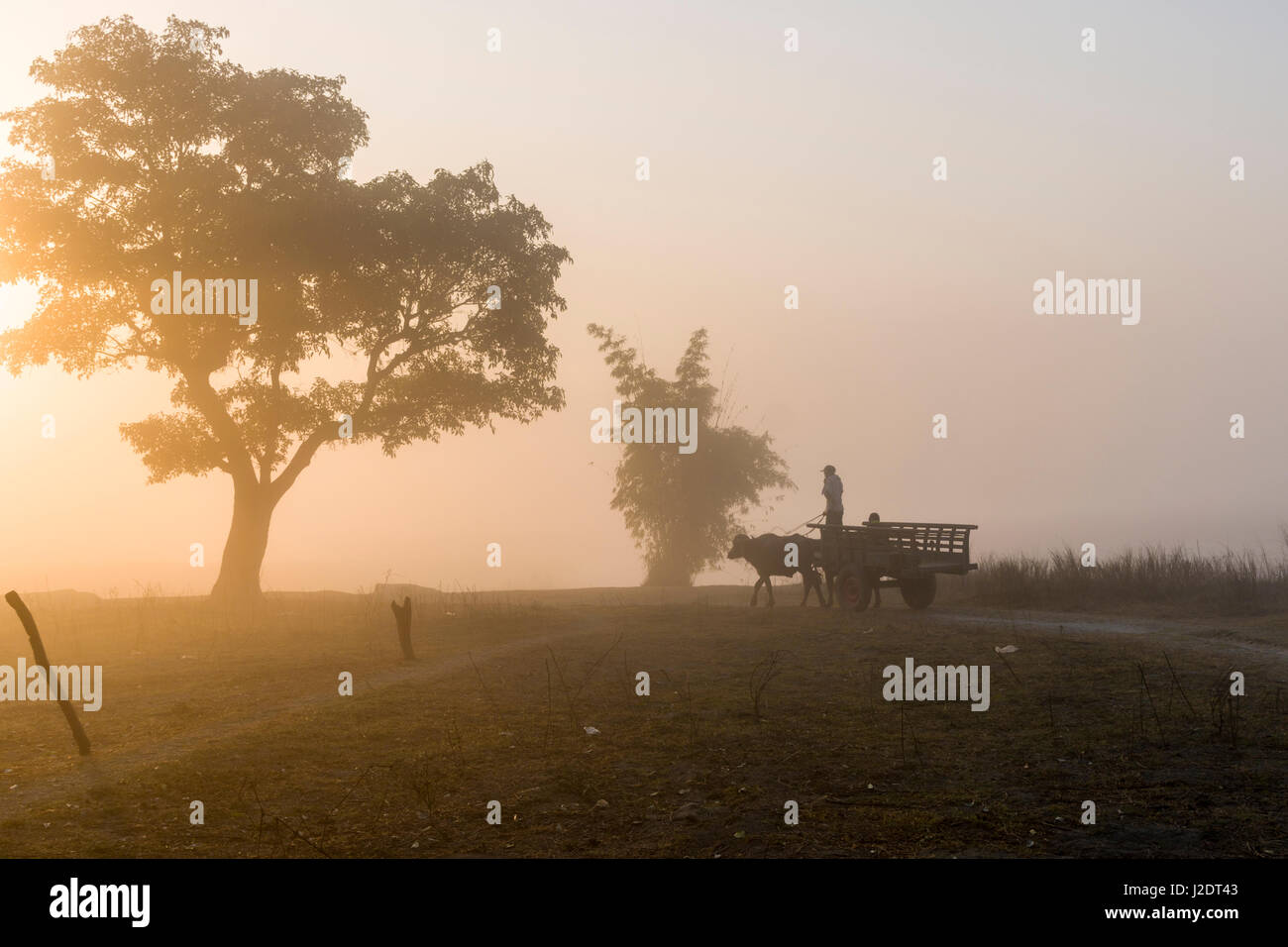 Un carrello di giovenco si muove attraverso la nebbia di mattina vicino al villaggio pandavnagar in Chitwan il parco nazionale di sunrise Foto Stock