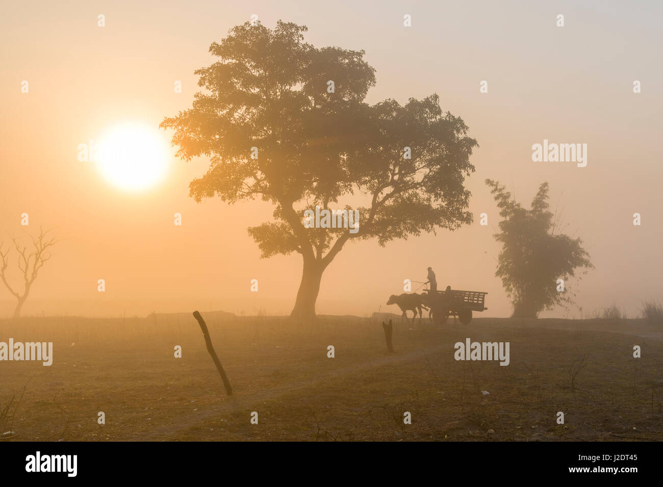 Un carrello di giovenco si muove attraverso la nebbia di mattina vicino al villaggio pandavnagar in Chitwan il parco nazionale di sunrise Foto Stock