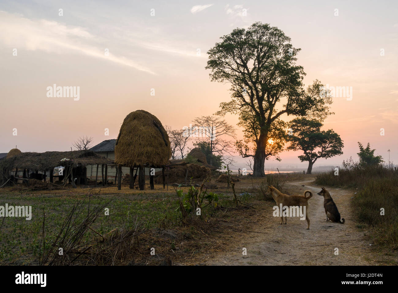 Sunrise oltre le case dei contadini del villaggio pandavnagar in Chitwan il parco nazionale, due cani nella parte anteriore Foto Stock